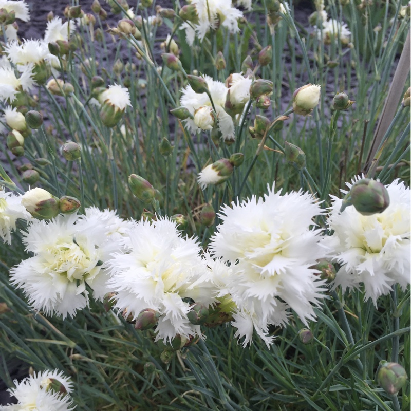 Plant image Dianthus 'Mrs Sinkins'