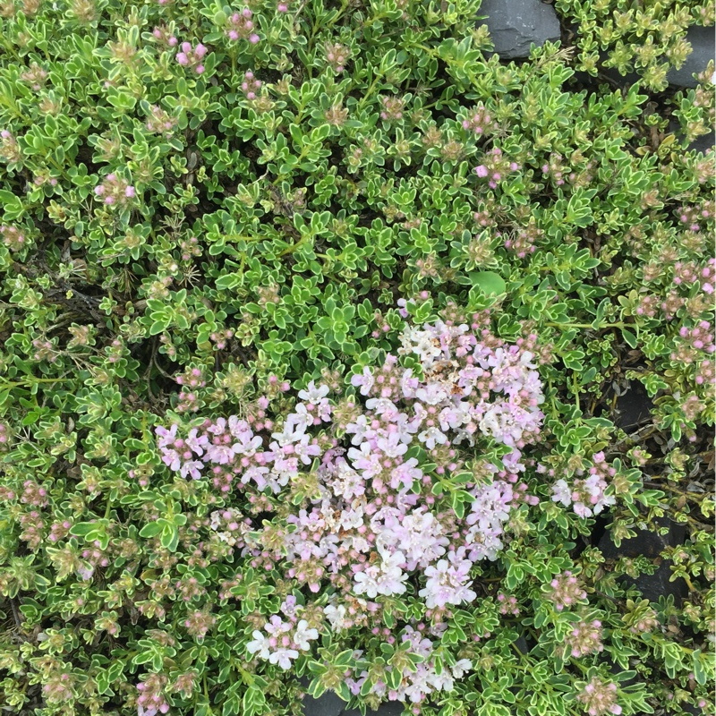 Plant image Thymus serpyllum 'Highland Cream'