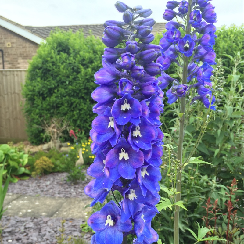 Plant image Delphinium elatum 'Polarnacht'