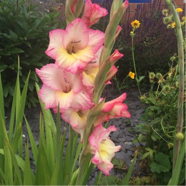 Gladioli