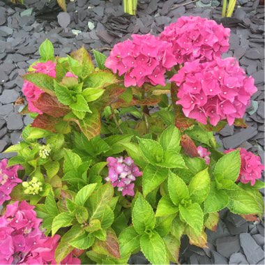 Hydrangea 'Glam Rock'