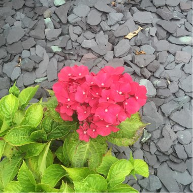 Hydrangea