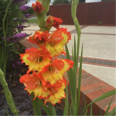 Gladioli