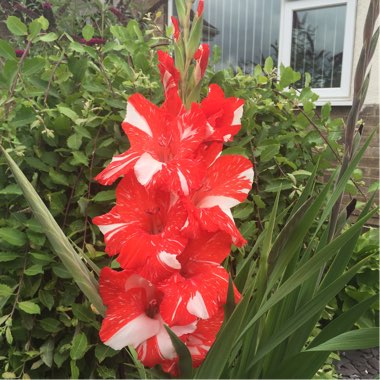 Gladioli