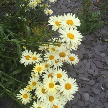 Carole's garden