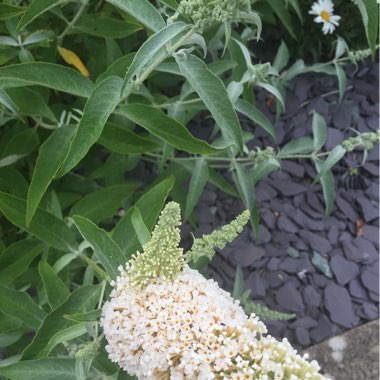 Butterfly Bush 'White Profusion'