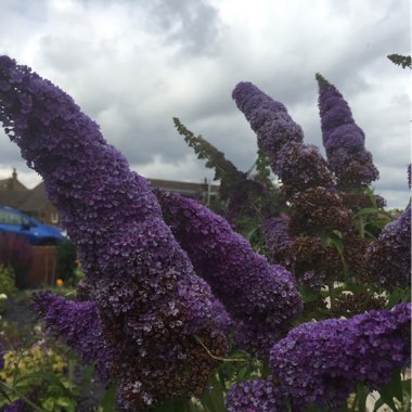 Butterfly Bush
