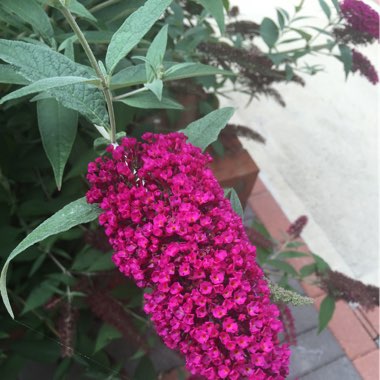 Butterfly Bush 'Dreaming Purple'