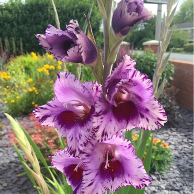 Gladioli