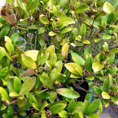 Plant image Skimmia japonica 'Attraction'