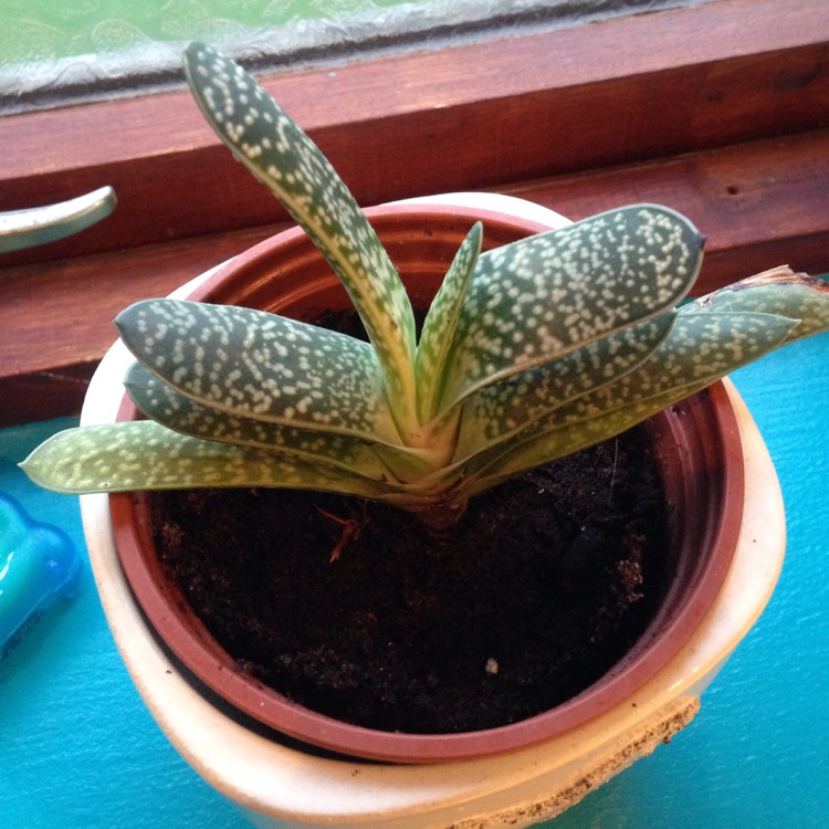 Plant image Gasteria