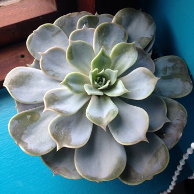 Echeveria 'Lilacina'