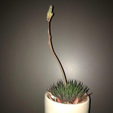 Aloe
