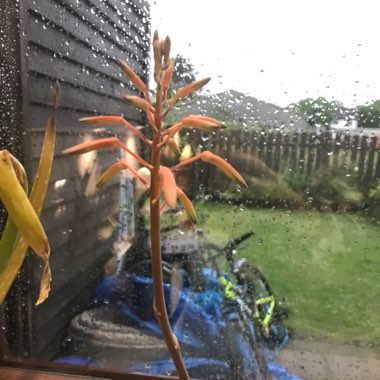 Aloe