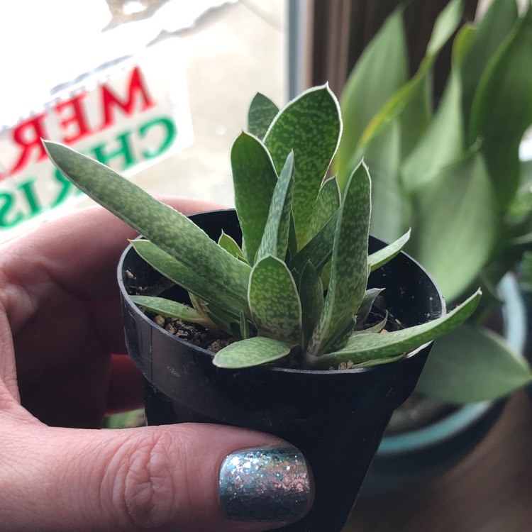 plant image 1214922