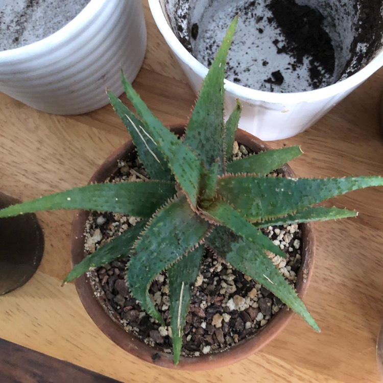 plant image 1214934 plant image 1214934