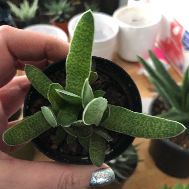 plant image 1214941