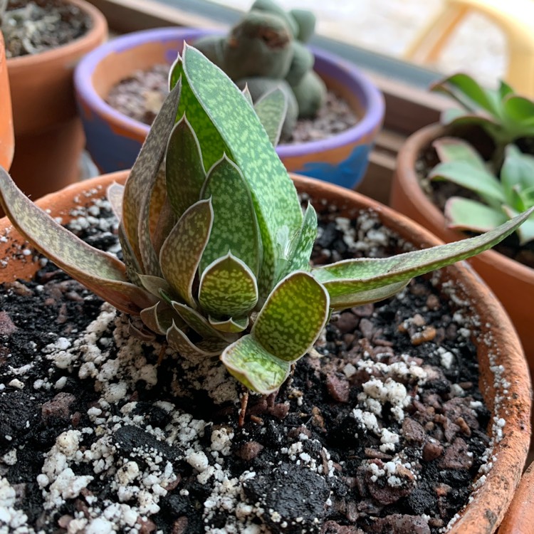 plant image 1244134
