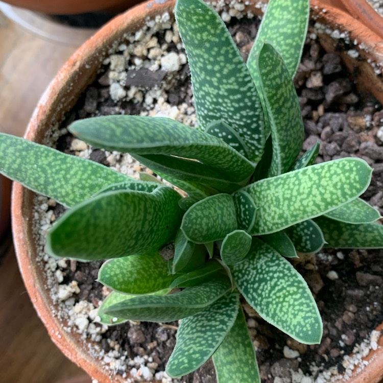 plant image 1310315