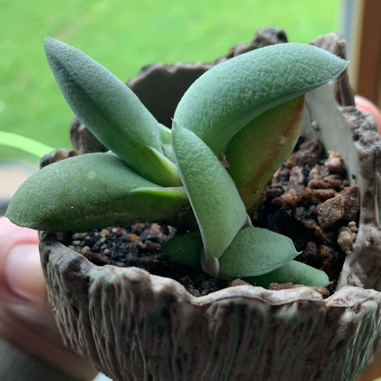 Plant image Gasteria Glomerata