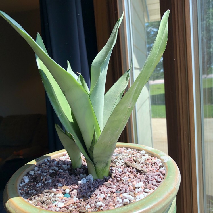 plant image 756050 plant image 756050