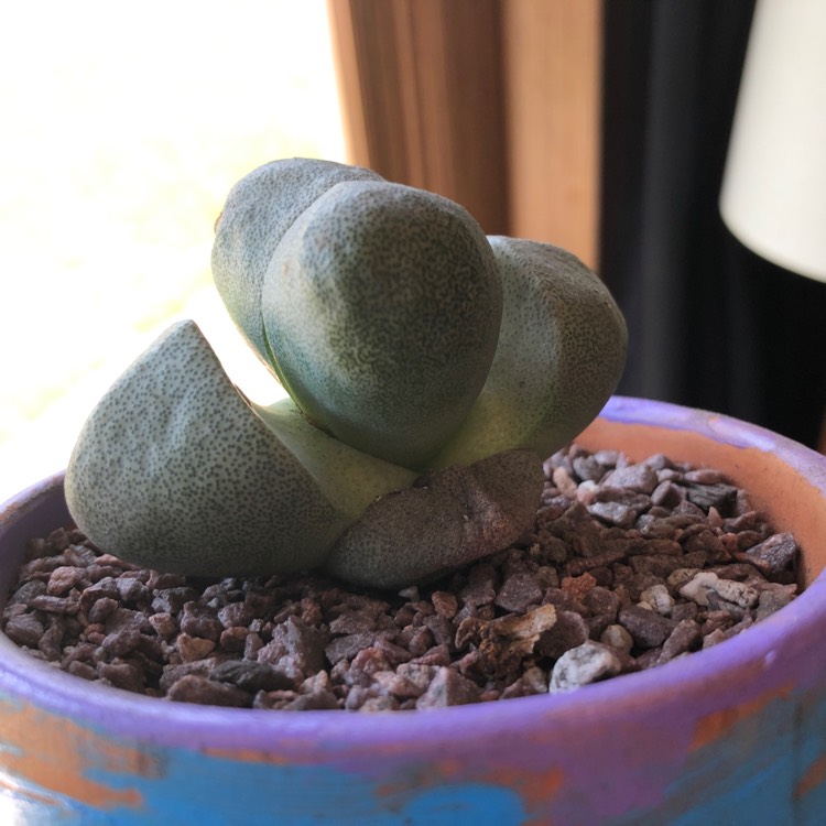plant image 756086 plant image 756086