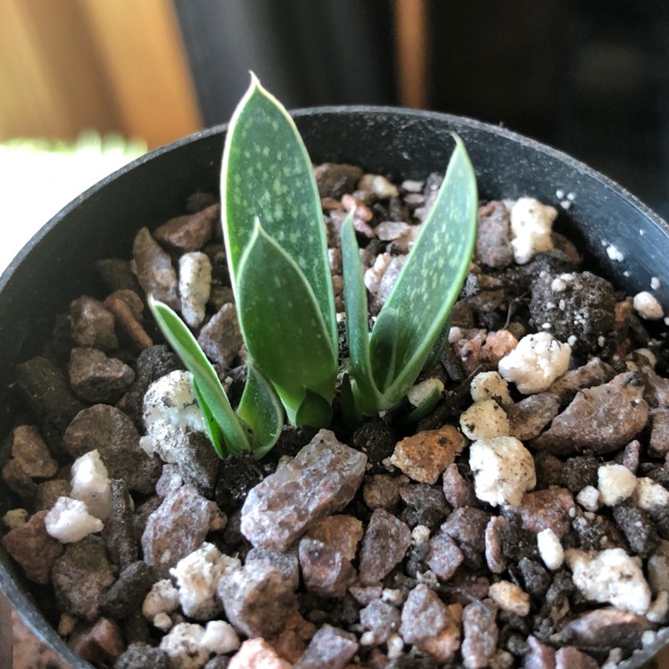 Plant image Gasteria pillansii var. pillansii (Mini)