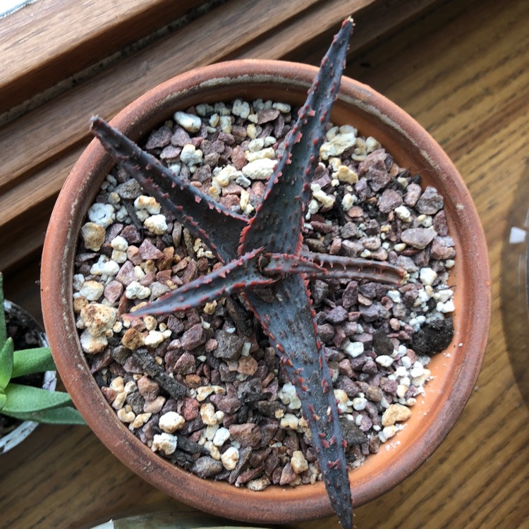 plant image 761720 plant image 761720