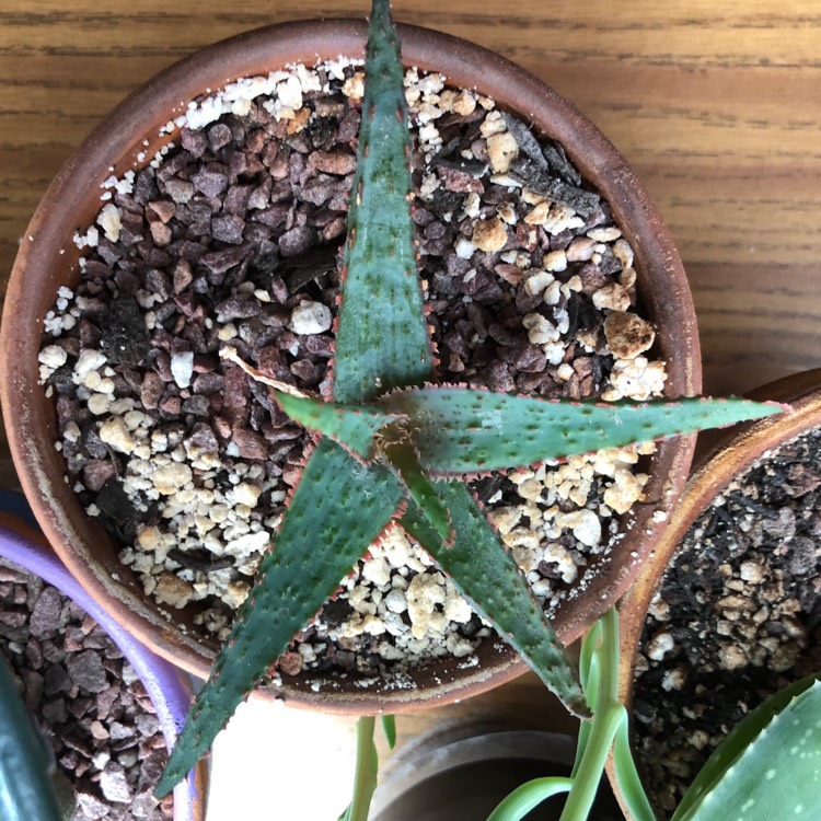 plant image 856050 plant image 856050