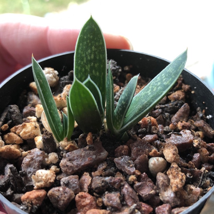 plant image 856807