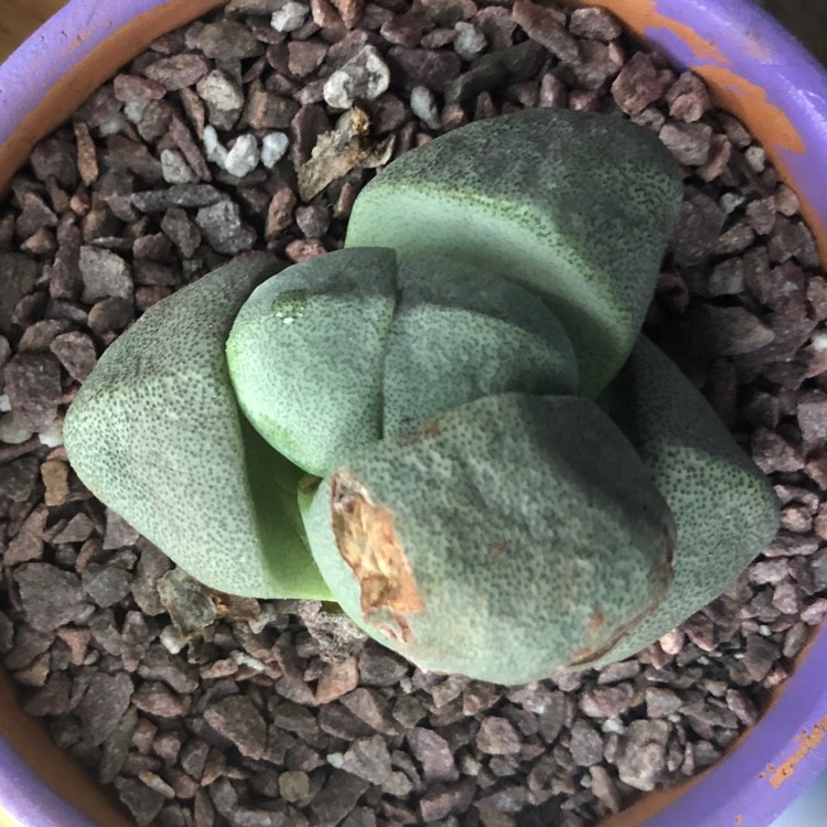plant image 872704 plant image 872704