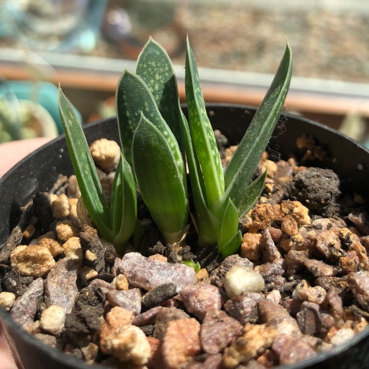 plant image 879229