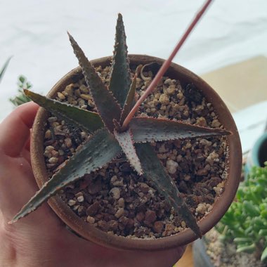 Aloe 'Christmas Carol'