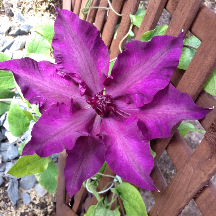 plant image 415046