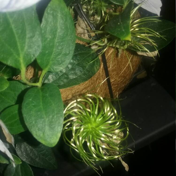 plant image 402473
