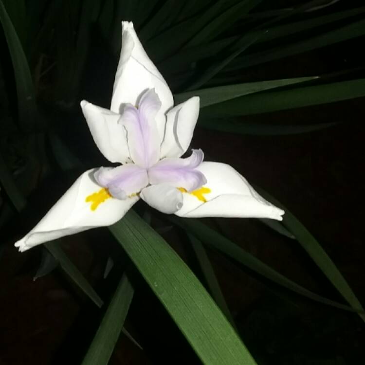 plant image 428375 plant image 428375