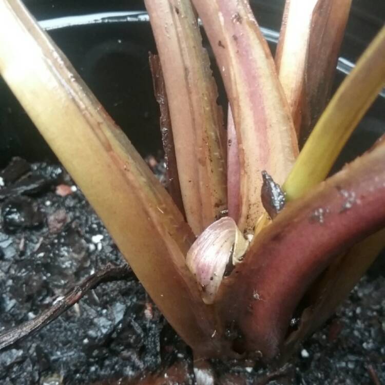 plant image 436572