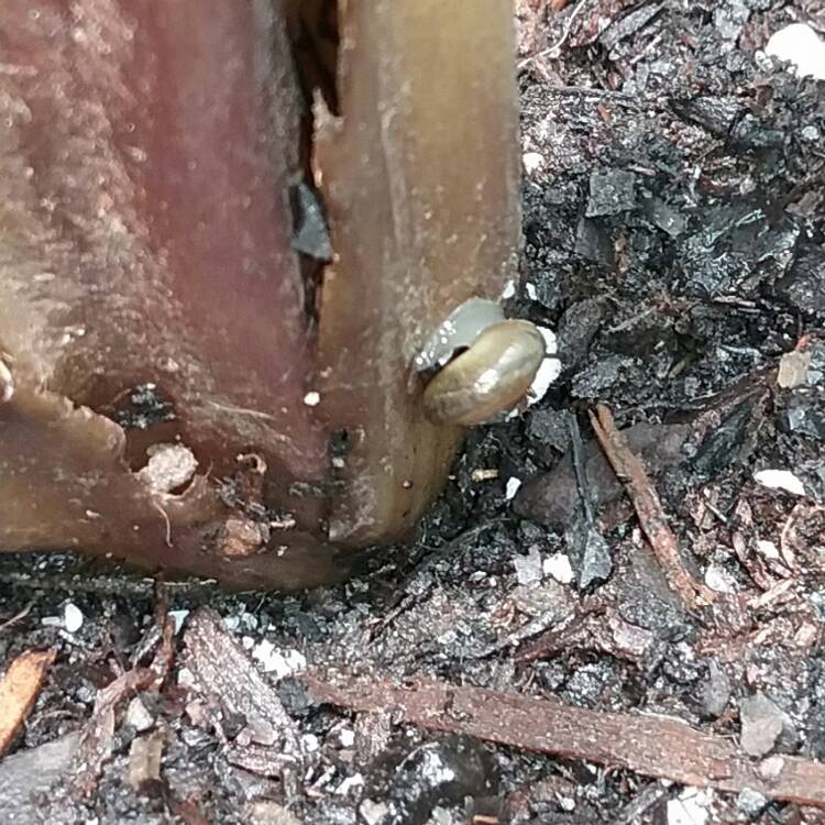 plant image 438525