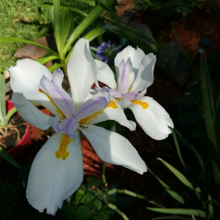 plant image 438708 plant image 438708