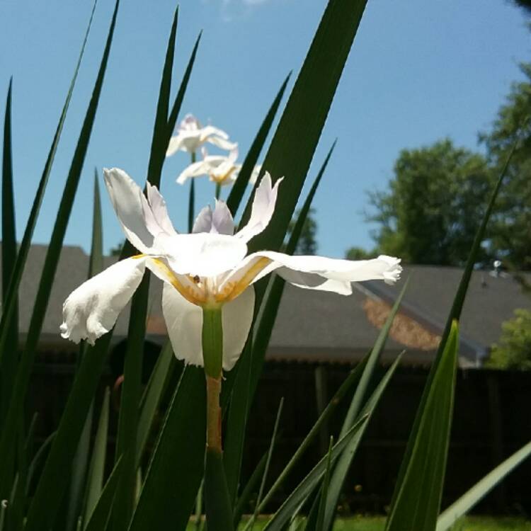 plant image 438714 plant image 438714