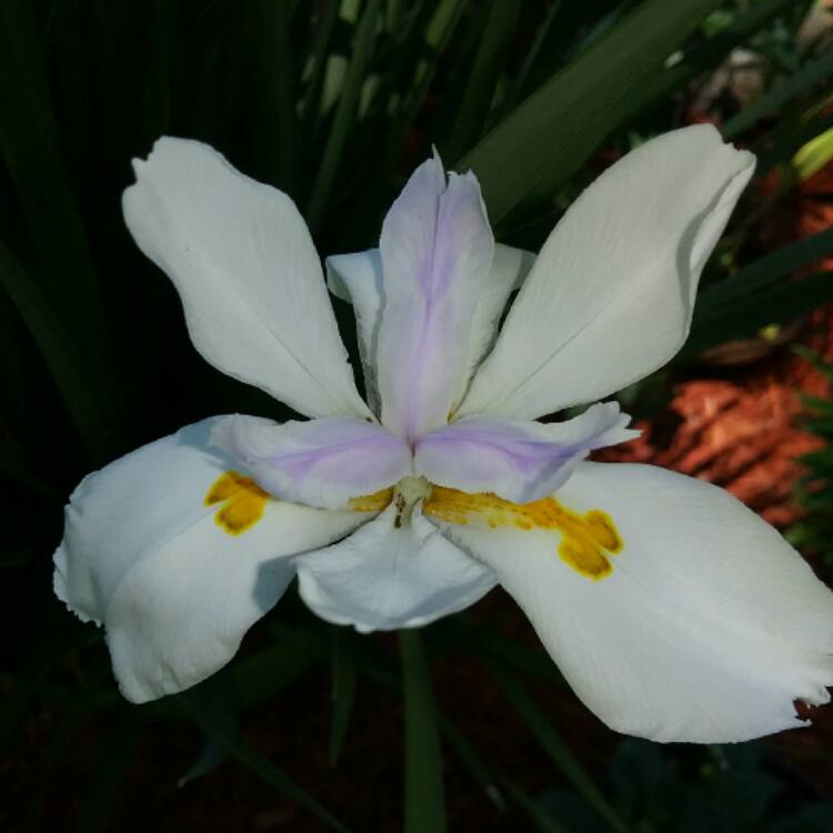 plant image 438716 plant image 438716