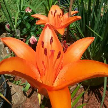 Lilium 'Orange Pixie'