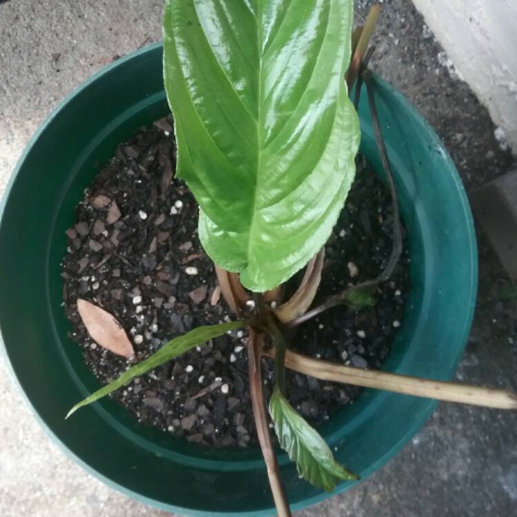 plant image 461436