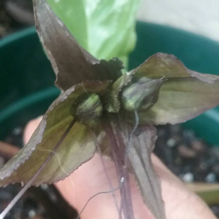 plant image 470206