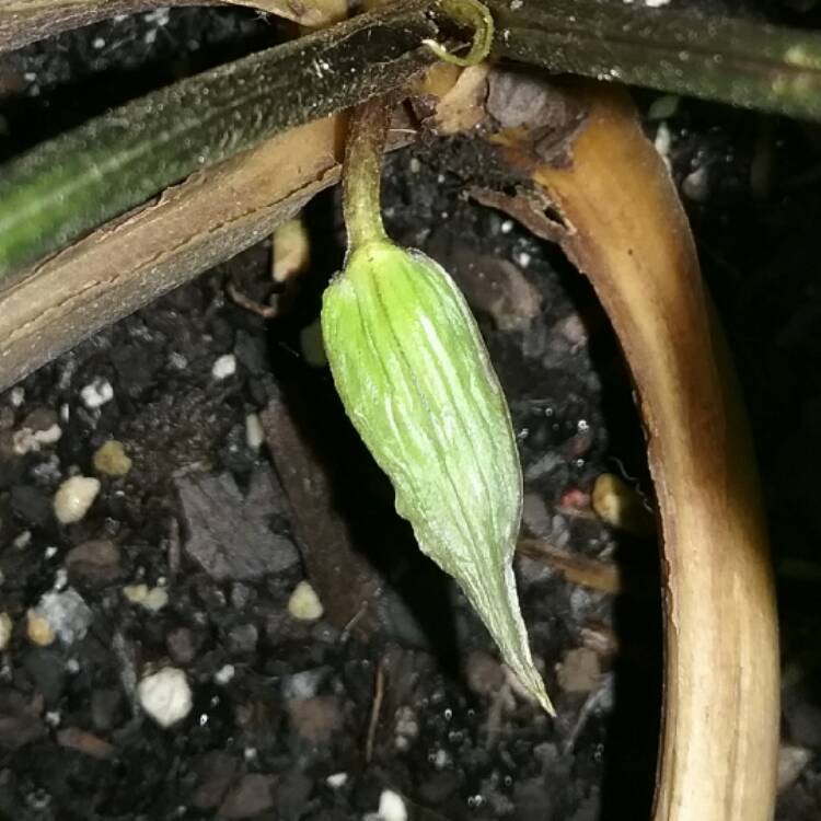 plant image 473641