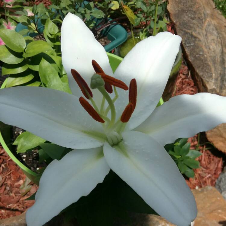 Plant image Lilium 'Casa Blanca'