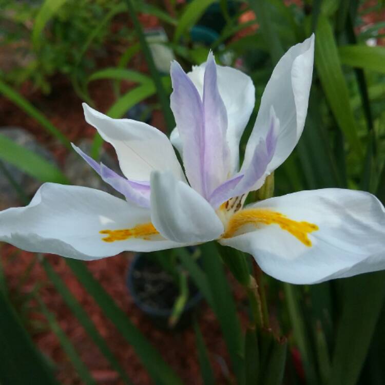 plant image 506202 plant image 506202