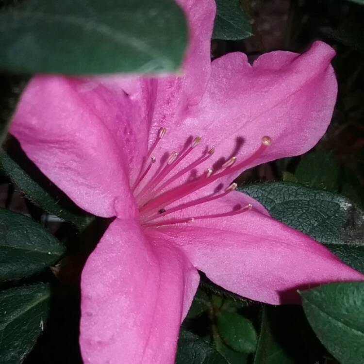 Plant image Rhododendron indicum