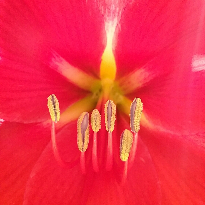 plant image 656923 plant image 656923