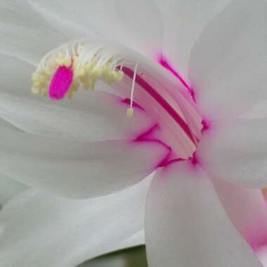 Zygocactus,Thanksgiving Cactus